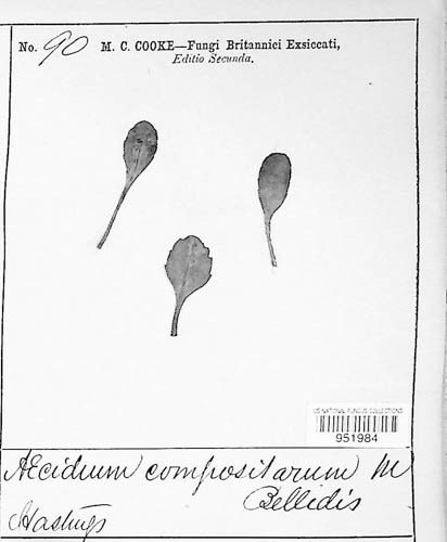 Aecidium montagnei image